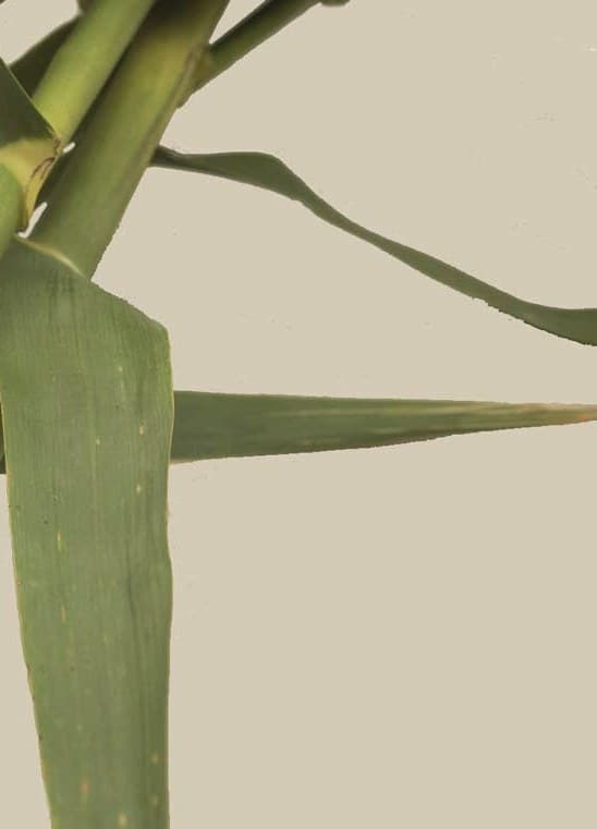 Bamboo stems in warm light