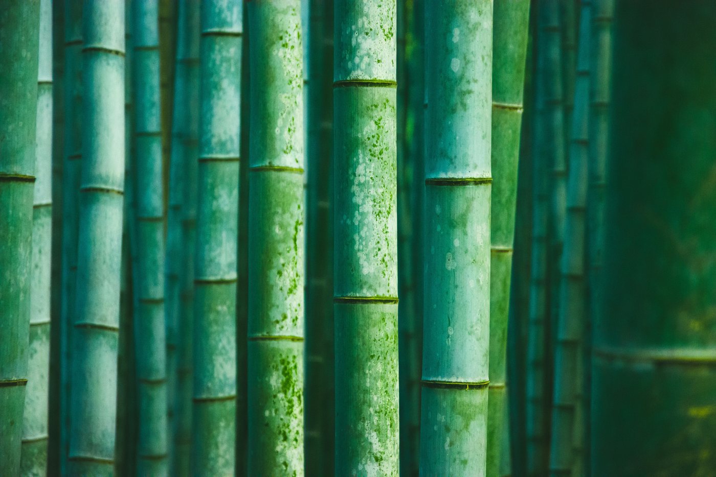 How bamboo fabric is made (and what viscose really means)