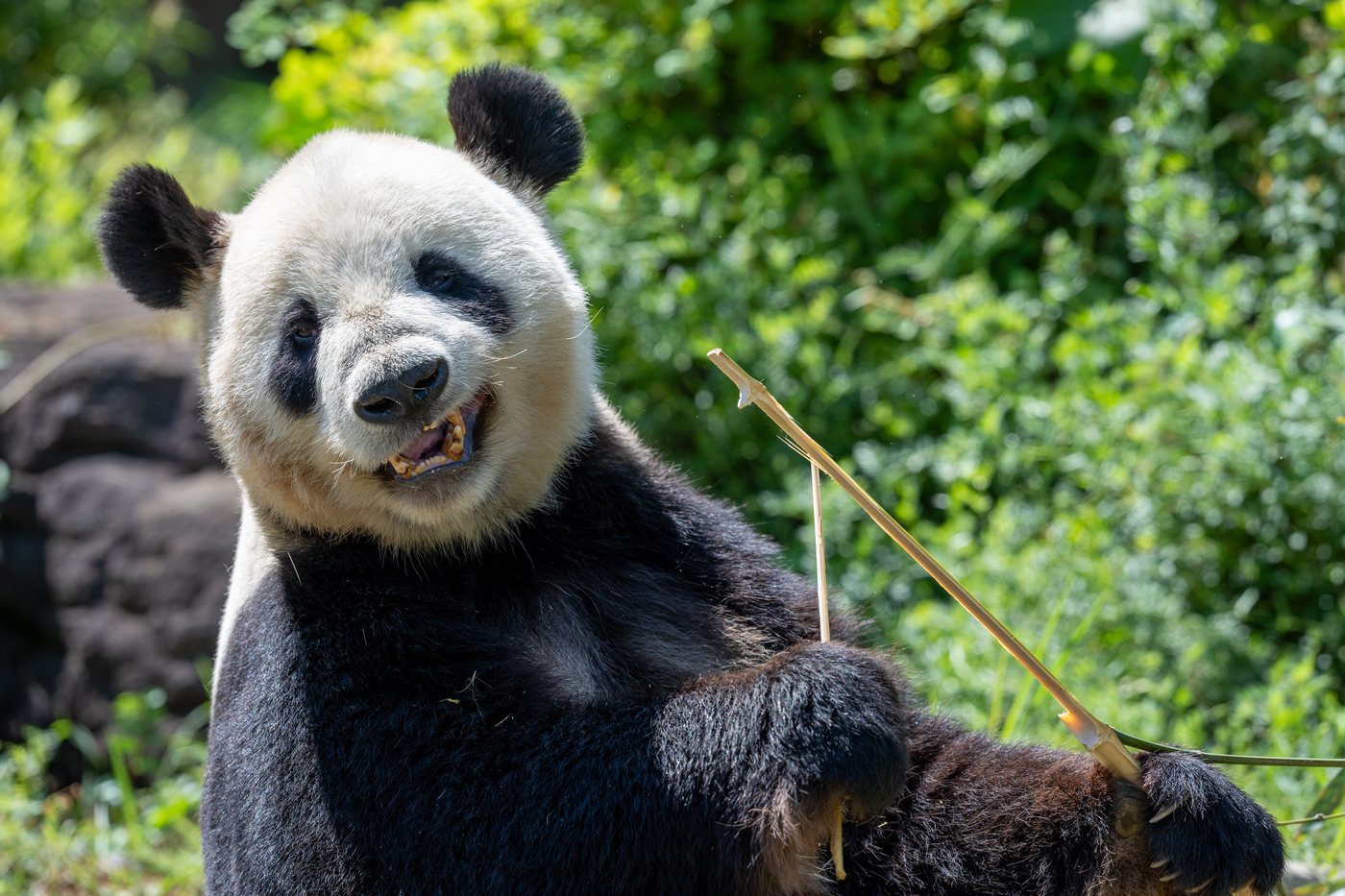 "Is bamboo fabric really sustainable? The claims worth trusting"